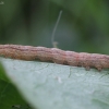 Juodbaltis pelėdgalviukas - Deltote pygarga | Fotografijos autorius : Vytautas Gluoksnis | © Macrogamta.lt | Šis tinklapis priklauso bendruomenei kuri domisi makro fotografija ir fotografuoja gyvąjį makro pasaulį.