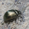 Garšvinis puošnys - Chrysolina oricalcia | Fotografijos autorius : Vytautas Gluoksnis | © Macrogamta.lt | Šis tinklapis priklauso bendruomenei kuri domisi makro fotografija ir fotografuoja gyvąjį makro pasaulį.