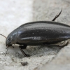 Paikulio viksvadusė - Colymbetes paykulli | Fotografijos autorius : Vytautas Gluoksnis | © Macrogamta.lt | Šis tinklapis priklauso bendruomenei kuri domisi makro fotografija ir fotografuoja gyvąjį makro pasaulį.