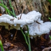 Karčioji postija | Amaropostia stiptica | Fotografijos autorius : Darius Baužys | © Macrogamta.lt | Šis tinklapis priklauso bendruomenei kuri domisi makro fotografija ir fotografuoja gyvąjį makro pasaulį.
