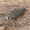 Ąžuolinis blizgiavabalis - Chrysobothris affinis | Fotografijos autorius : Kazimieras Martinaitis | © Macrogamta.lt | Šis tinklapis priklauso bendruomenei kuri domisi makro fotografija ir fotografuoja gyvąjį makro pasaulį.