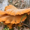 Vėduoklinė meškaitė - Phyllotopsis nidulans | Fotografijos autorius : Kazimieras Martinaitis | © Macrogamta.lt | Šis tinklapis priklauso bendruomenei kuri domisi makro fotografija ir fotografuoja gyvąjį makro pasaulį.