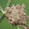 Ąsotvapsvė - Eumenes sp. molinis lizdas | Fotografijos autorius : Gintautas Steiblys | © Macrogamta.lt | Šis tinklapis priklauso bendruomenei kuri domisi makro fotografija ir fotografuoja gyvąjį makro pasaulį.