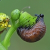 Įvairiaspalvis puošnys - Chrysolina varians, lerva | Fotografijos autorius : Gintautas Steiblys | © Macrogamta.lt | Šis tinklapis priklauso bendruomenei kuri domisi makro fotografija ir fotografuoja gyvąjį makro pasaulį.