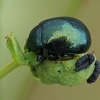 Įvairiaspalvis puošnys - Chrysolina varians | Fotografijos autorius : Gintautas Steiblys | © Macrogamta.lt | Šis tinklapis priklauso bendruomenei kuri domisi makro fotografija ir fotografuoja gyvąjį makro pasaulį.