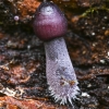 Šalmabudė - Mycena sp.? | Fotografijos autorius : Kazimieras Martinaitis | © Macrogamta.lt | Šis tinklapis priklauso bendruomenei kuri domisi makro fotografija ir fotografuoja gyvąjį makro pasaulį.