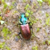 Šešiataškis žvitražygis - Agonum sexpunctatum | Fotografijos autorius : Romas Ferenca | © Macrogamta.lt | Šis tinklapis priklauso bendruomenei kuri domisi makro fotografija ir fotografuoja gyvąjį makro pasaulį.