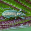 Šeriuotasis lapinukas - Phyllobius arborator | Fotografijos autorius : Žilvinas Pūtys | © Macrogamta.lt | Šis tinklapis priklauso bendruomenei kuri domisi makro fotografija ir fotografuoja gyvąjį makro pasaulį.