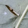 Šermukšninė vaisinė sidabrakandė - Argyresthia conjugella | Fotografijos autorius : Kazimieras Martinaitis | © Macrogamta.lt | Šis tinklapis priklauso bendruomenei kuri domisi makro fotografija ir fotografuoja gyvąjį makro pasaulį.