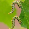 Šiaurinis beržinis pjūklelis - Craesus septentrionalis | Fotografijos autorius : Zita Gasiūnaitė | © Macrogamta.lt | Šis tinklapis priklauso bendruomenei kuri domisi makro fotografija ir fotografuoja gyvąjį makro pasaulį.