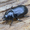 Šiaurinis elniavabalis - Ceruchus chrysomelinus ♀ | Fotografijos autorius : Kazimieras Martinaitis | © Macrogamta.lt | Šis tinklapis priklauso bendruomenei kuri domisi makro fotografija ir fotografuoja gyvąjį makro pasaulį.