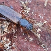 Šiaurinis plokščiavabalis - Dendrophagus crenatus | Fotografijos autorius : Kazimieras Martinaitis | © Macrogamta.lt | Šis tinklapis priklauso bendruomenei kuri domisi makro fotografija ir fotografuoja gyvąjį makro pasaulį.