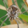 Šienpjovys - Metaphalangium cirtanum | Fotografijos autorius : Gintautas Steiblys | © Macrogamta.lt | Šis tinklapis priklauso bendruomenei kuri domisi makro fotografija ir fotografuoja gyvąjį makro pasaulį.