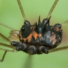 Šienpjovys - Paranemastoma superbum | Fotografijos autorius : Žilvinas Pūtys | © Macrogamta.lt | Šis tinklapis priklauso bendruomenei kuri domisi makro fotografija ir fotografuoja gyvąjį makro pasaulį.