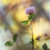 Šilinis dobilas - Trifolium medium | Fotografijos autorius : Vidas Brazauskas | © Macrogamta.lt | Šis tinklapis priklauso bendruomenei kuri domisi makro fotografija ir fotografuoja gyvąjį makro pasaulį.