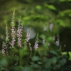 Šilinis viržis - Calluna vulgaris | Fotografijos autorius : Vidas Brazauskas | © Macrogamta.lt | Šis tinklapis priklauso bendruomenei kuri domisi makro fotografija ir fotografuoja gyvąjį makro pasaulį.