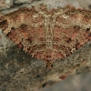 Šilkasparnis sprindžius - Triphosa dubitata | Fotografijos autorius : Gintautas Steiblys | © Macrogamta.lt | Šis tinklapis priklauso bendruomenei kuri domisi makro fotografija ir fotografuoja gyvąjį makro pasaulį.