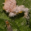 Šiltnaminis miltskydamaris - Pseudococcus viburni | Fotografijos autorius : Vytautas Tamutis | © Macrogamta.lt | Šis tinklapis priklauso bendruomenei kuri domisi makro fotografija ir fotografuoja gyvąjį makro pasaulį.