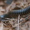 Šimtakojis dviporiakojis - Diplopoda | Fotografijos autorius : Gintautas Steiblys | © Macrogamta.lt | Šis tinklapis priklauso bendruomenei kuri domisi makro fotografija ir fotografuoja gyvąjį makro pasaulį.