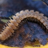 Šimtakojis dviporiakojis - Polydesmus sp.  | Fotografijos autorius : Ramunė Vakarė | © Macrogamta.lt | Šis tinklapis priklauso bendruomenei kuri domisi makro fotografija ir fotografuoja gyvąjį makro pasaulį.