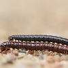Šimtakojis – Diplopoda | Fotografijos autorius : Agnė Našlėnienė | © Macrogamta.lt | Šis tinklapis priklauso bendruomenei kuri domisi makro fotografija ir fotografuoja gyvąjį makro pasaulį.
