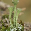 Skutuotoji šiurė - Cladonia fimbriata | Fotografijos autorius : Gintautas Steiblys | © Macrogamta.lt | Šis tinklapis priklauso bendruomenei kuri domisi makro fotografija ir fotografuoja gyvąjį makro pasaulį.