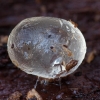 Šliužas - Limacidae, kiaušiniai | Fotografijos autorius : Žilvinas Pūtys | © Macrogamta.lt | Šis tinklapis priklauso bendruomenei kuri domisi makro fotografija ir fotografuoja gyvąjį makro pasaulį.