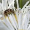 Šokiavoris - Salticidae | Fotografijos autorius : Vidas Brazauskas | © Macrogamta.lt | Šis tinklapis priklauso bendruomenei kuri domisi makro fotografija ir fotografuoja gyvąjį makro pasaulį.