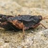 Ilgaūsis šokliukas - Tetrix tenuicornis | Fotografijos autorius : Gintautas Steiblys | © Macrogamta.lt | Šis tinklapis priklauso bendruomenei kuri domisi makro fotografija ir fotografuoja gyvąjį makro pasaulį.