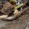 Šoklusis pirmažandis - Machilidae | Fotografijos autorius : Kazimieras Martinaitis | © Macrogamta.lt | Šis tinklapis priklauso bendruomenei kuri domisi makro fotografija ir fotografuoja gyvąjį makro pasaulį.