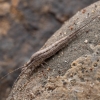 Jumping Bristletail - Silvestrichilis sp. | Fotografijos autorius : Žilvinas Pūtys | © Macronature.eu | Macro photography web site