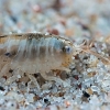 Smėlinė šoniplauka - Talitrus saltator | Fotografijos autorius : Gintautas Steiblys | © Macrogamta.lt | Šis tinklapis priklauso bendruomenei kuri domisi makro fotografija ir fotografuoja gyvąjį makro pasaulį.