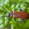 Šukaūsis raudonvabalis - Schizotus pectinicornis ♂ | Fotografijos autorius : Žilvinas Pūtys | © Macrogamta.lt | Šis tinklapis priklauso bendruomenei kuri domisi makro fotografija ir fotografuoja gyvąjį makro pasaulį.