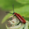 Šukaūsis raudonvabalis - Schizotus pectinicornis ♂ | Fotografijos autorius : Gintautas Steiblys | © Macrogamta.lt | Šis tinklapis priklauso bendruomenei kuri domisi makro fotografija ir fotografuoja gyvąjį makro pasaulį.