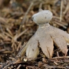 Šukiškasis žvaigždinas - Geastrum pectinatum ??? | Fotografijos autorius : Arūnas Eismantas | © Macrogamta.lt | Šis tinklapis priklauso bendruomenei kuri domisi makro fotografija ir fotografuoja gyvąjį makro pasaulį.