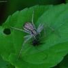 Dvispalvis vikrūnas - Philodromus dispar ♀ | Fotografijos autorius : Romas Ferenca | © Macrogamta.lt | Šis tinklapis priklauso bendruomenei kuri domisi makro fotografija ir fotografuoja gyvąjį makro pasaulį.