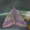 Šviesusis raudonsprindis - Lythria cruentaria | Fotografijos autorius : Žilvinas Pūtys | © Macrogamta.lt | Šis tinklapis priklauso bendruomenei kuri domisi makro fotografija ir fotografuoja gyvąjį makro pasaulį.