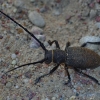 Ūsuotis - Morimus verecundus | Fotografijos autorius : Deividas Makavičius | © Macrogamta.lt | Šis tinklapis priklauso bendruomenei kuri domisi makro fotografija ir fotografuoja gyvąjį makro pasaulį.