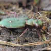 Žaliasis šoklys - Cicindela campestris | Fotografijos autorius : Gintautas Steiblys | © Macrogamta.lt | Šis tinklapis priklauso bendruomenei kuri domisi makro fotografija ir fotografuoja gyvąjį makro pasaulį.