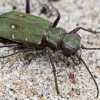 Žaliasis šoklys - Cicindela campestris | Fotografijos autorius : Kazimieras Martinaitis | © Macrogamta.lt | Šis tinklapis priklauso bendruomenei kuri domisi makro fotografija ir fotografuoja gyvąjį makro pasaulį.