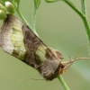 Žaliasis žvilgūnas - Diachrysia chrysitis | Fotografijos autorius : Vidas Brazauskas | © Macrogamta.lt | Šis tinklapis priklauso bendruomenei kuri domisi makro fotografija ir fotografuoja gyvąjį makro pasaulį.