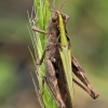 Žaliasis skėriukas - Omocestus viridulus | Fotografijos autorius : Gintautas Steiblys | © Macrogamta.lt | Šis tinklapis priklauso bendruomenei kuri domisi makro fotografija ir fotografuoja gyvąjį makro pasaulį.