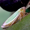 Žalioji cikadėlė - Cicadella viridis | Fotografijos autorius : Kazimieras Martinaitis | © Macrogamta.lt | Šis tinklapis priklauso bendruomenei kuri domisi makro fotografija ir fotografuoja gyvąjį makro pasaulį.