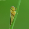 Žalioji cikadelė - Cicadella viridis | Fotografijos autorius : Vidas Brazauskas | © Macrogamta.lt | Šis tinklapis priklauso bendruomenei kuri domisi makro fotografija ir fotografuoja gyvąjį makro pasaulį.