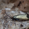 Žalioji ilgaūsė makštinė kandis - Adela reaumurella ♀ | Fotografijos autorius : Žilvinas Pūtys | © Macrogamta.lt | Šis tinklapis priklauso bendruomenei kuri domisi makro fotografija ir fotografuoja gyvąjį makro pasaulį.
