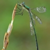 Žalsvoji strėliukė - Lestes virens ♂ | Fotografijos autorius : Gintautas Steiblys | © Macrogamta.lt | Šis tinklapis priklauso bendruomenei kuri domisi makro fotografija ir fotografuoja gyvąjį makro pasaulį.