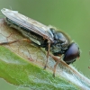 Žalutė - Cheilosia flavipes ♂ | Fotografijos autorius : Gintautas Steiblys | © Macrogamta.lt | Šis tinklapis priklauso bendruomenei kuri domisi makro fotografija ir fotografuoja gyvąjį makro pasaulį.