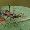 Žiaurioji skerdblakė - Himacerus apterus | Fotografijos autorius : Gintautas Steiblys | © Macrogamta.lt | Šis tinklapis priklauso bendruomenei kuri domisi makro fotografija ir fotografuoja gyvąjį makro pasaulį.