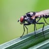 Žiedenė - Anthomyia sp. | Fotografijos autorius : Gintautas Steiblys | © Macrogamta.lt | Šis tinklapis priklauso bendruomenei kuri domisi makro fotografija ir fotografuoja gyvąjį makro pasaulį.
