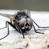 Žiedenė - Zaphne sp. | Fotografijos autorius : Kazimieras Martinaitis | © Macrogamta.lt | Šis tinklapis priklauso bendruomenei kuri domisi makro fotografija ir fotografuoja gyvąjį makro pasaulį.